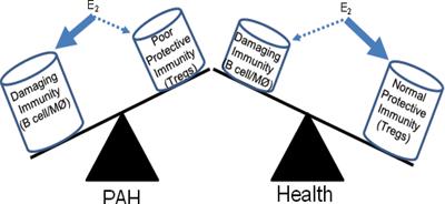 The Role of Regulatory T Cells in Pulmonary Arterial Hypertension